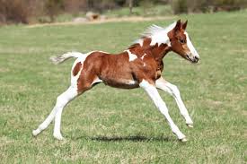We pasture our foals with their dams and siblings well past 12 months of age. Get Foal Nutrition Right From The Start The Horse