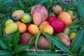 Home Fairchild Tropical Botanic Garden Fairchild Tropical Botanic Garden Jamaican Recipes Mango
