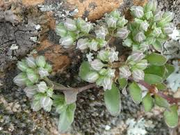 Image result for Polycarpon