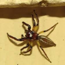 Spiders In Texas Species Pictures