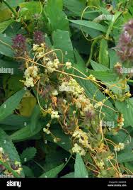 Image result for Cuscuta australis