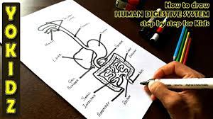 Apr 19, 2021 · apart from being highly adored by businessmen, designers, and artists, the ipad has enormous popularity among kids. How To Draw Human Digestive System Step By Step For Kids Youtube