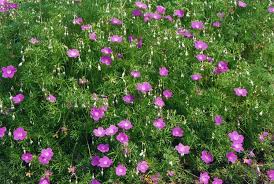 Image result for Geranium incanum