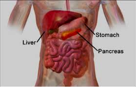 Image result for pancreas location