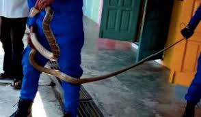 Ular tedung muntahkan botol plastik sarawakvoice com. Bunyi Dengus Tedung Selar Menanti Dalam Bilik Air Mynewshub