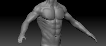 The human brain contains about 100 billion nerve cells. Male Torso Anatomy Polycount