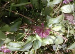 Image result for Platostoma africanum