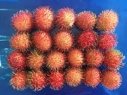 Some people use their teeth to make a single, strategic puncture mark before pulling both sides of the shell apart. Fresh Rambutans Fruit High Quality Vietnam Rambutans Fruit Glob