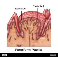 Image result for Filiform Papillae