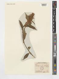 Image result for Floscopa sp.no.1