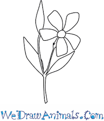 Breaking a design or object down into basic shapes makes it easier to draw. How To Draw A Periwinkle Flower