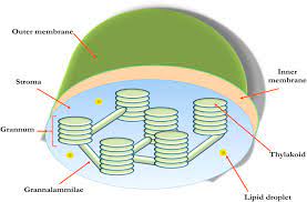 Maybe you would like to learn more about one of these? From Photosynthesis To Biosensing Chlorophyll Proves To Be A Versatile Molecule Sciencedirect