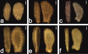 Image result for Eureiandra sp. A