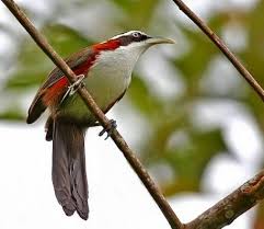 Jenis burung decu kembang, cara merawat decu kembang, daftar harga burung decu kembang terbaru, cara mengobati decu kembang, pakan terbaik decu kembang agar cepat gacor. Tahan Banting Sekali Decu Kembang Jantan Dan Betina Decu Kembang Solusi Dan Tips Untuk Membedakan Anak Burung Decu Jantan Dan Betina Kicau Mania Terapi Decu I Masteran Decu Kembang Ngeplong Untuk