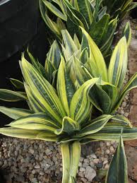 This sansevieria grows particularly well in pots that are too narrow. Photo Of The Entire Plant Of Snake Plant Sansevieria Trifasciata Gold Flame Posted By Paul2032 Garden Org