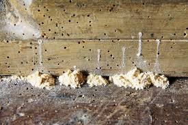 Ratgeber Holzwurmer Erkennen Und Bekampfen Ratgeber Haus Garten Holzwurm Raumdekoration Holz