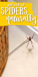 How To Keep Spiders Away From Your House Spiders Repellent Natural Spider Repellant Get Rid Of Spiders