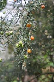 Image result for Asparagus flavicaulis