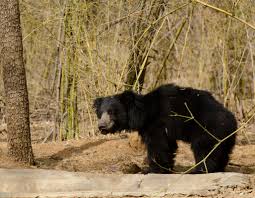 Melursus Ursinus Sloth Bear