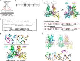 If you enjoyed these colour activities there are 600 more fun ideas for kids on the rest of this site! Dna Binding Affinity And Transcriptional Activity Of The Rela Homodimer Of Nuclear Factor Kb Are Not Correlated Journal Of Biological Chemistry