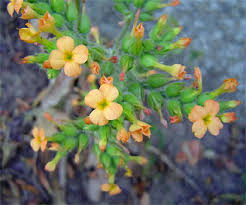 Image result for Kalanchoe lanceolata