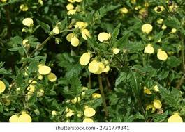 Image result for Calceolaria tripartita
