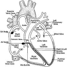 Dogs love to chew on bones, run and fetch balls, and find more time to play! Anatomy Of The Heart Medical Anatomy Heart Structure Medical School Studying