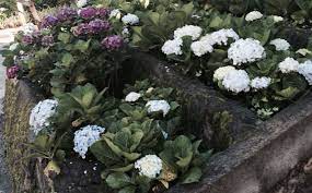 Hydrangeas Baguio City Bloom Hydrangea Baguio City