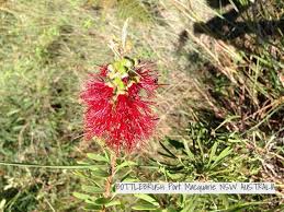 Michael Rohr On Instagram The Vibrant Red Against The Green Of Nature Bottlebrush Bush Port Macquarie Nsw Australia Instagram Posts Instagram Vibrant Red