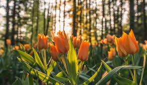 The spring season brings an abundance of fresh blooms, so we can expect to see a few of our favorite flowers popping up in the next few weeks! Names Inspired By Spring Flowers Namepedia Blog En