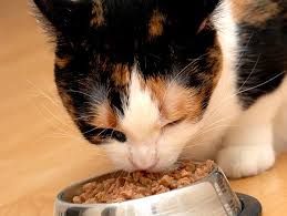 When choosing your cat's food, it's important to take into account the cat's age choose a cat food that uses animal protein and fat. Wet Cat Food Calorie Count Petfinder