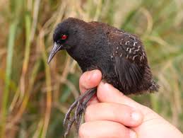 Image result for Kedrostis abdallai