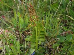 Image result for Ophioglossum gomezianum