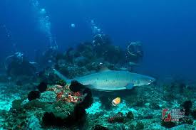 Padang bai sendiri saat ini populer sebagai sebuah kawasan pelabuhan kapal laut (ferry) dan tempat penyeberangan dari pulau bali ke lombok di provinsi nusa tenggara barat. Padangbai Travel Indonesia Asia Lonely Planet