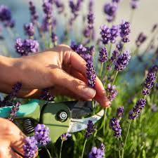 Consequently, we must be cautious not to over irrigate. How To Prune Lavender Plants