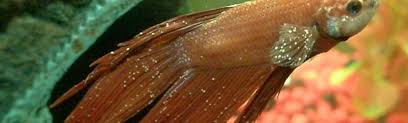 Ich causes ulcers to develop and the skin of the victim to fall off. Ick White Spot Bettaboxx