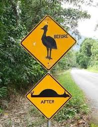 Will Somebody Please Think Of The Cassowaries Funny Road Signs Australian Road Signs Australia Funny