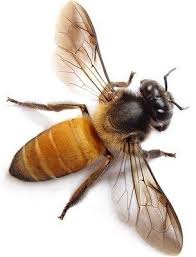 We did not find results for: Honey Bee By Beatriz Bee Bee Keeping Insects