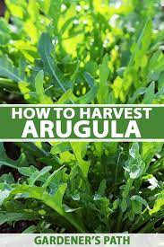 Maybe you would like to learn more about one of these? How And When To Harvest Arugula Gardener S Path