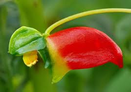 Image result for Impatiens keilii