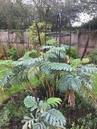 Image result for Melianthus major