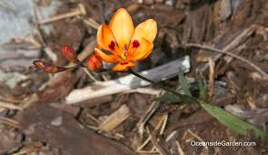 Image result for Tritonia