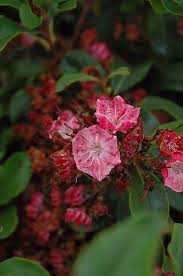 Image result for Loxogramme latifolia