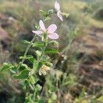 Image result for Hibiscus meyeri