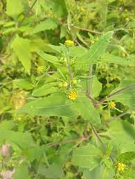 Image result for Sigesbeckia orientalis