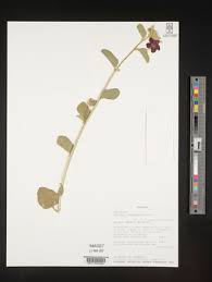 Image result for Hibiscus subreniformis