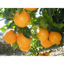 Besondere unterkünfte zum kleinen preis. Naranjamania Naranjas Sin Seleccionar Caja De 20kg Naranjamania