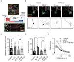 Frontiers | PLC-γ-Ca2+ pathway regulates axonal TrkB endocytosis ...