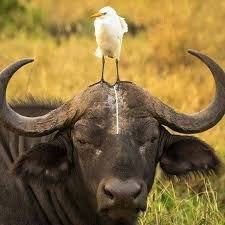 Ngorongoro Crater Day Trip | Juhudi ...