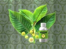 Image result for Kratom